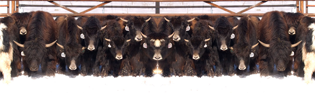 yak yearlings in the corral Spring Brook Ranch